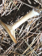 Clitocybaceae