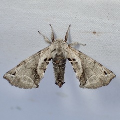 Apatelodes pudefacta