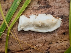 Fuscopostia fragilis