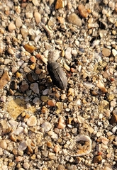 Blapstinus