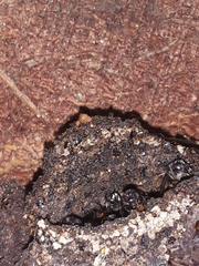 Trigona fulviventris