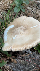 Pluteus petasatus