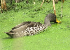 Anas undulata undulata