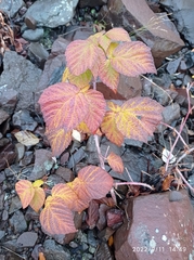 Rubus sachalinensis