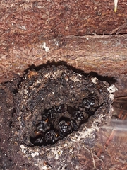 Trigona fulviventris