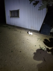 Oryctolagus cuniculus domesticus