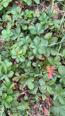 Potentilla canadensis