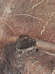 Trigona fulviventris