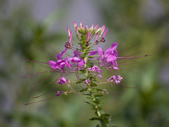 Cleome