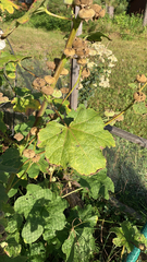 Alcea rosea