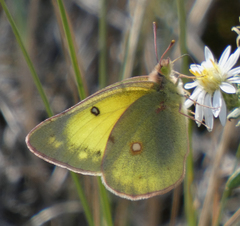 Colias philodice eriphyle