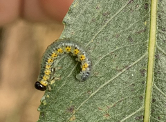 Euura melanocephalus