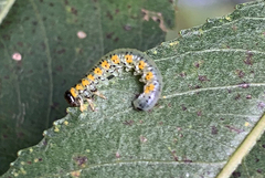 Euura melanocephalus