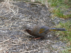 Trochalopteron morrisonianum