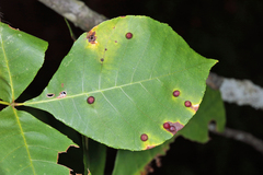 Caryomyia turbanella