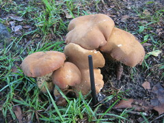 Tylopilus tabacinus