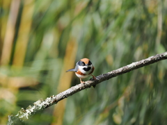 Aegithalos concinnus