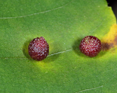 Caryomyia turbanella
