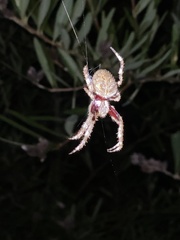Hortophora