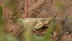 Trimerotropis pallidipennis