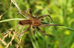 Dolomedes striatus