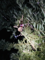 Hortophora