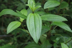 Melastoma malabathricum