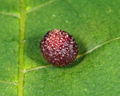 Caryomyia turbanella