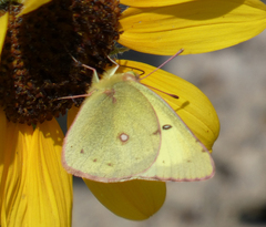 Colias philodice eriphyle