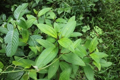 Melastoma malabathricum