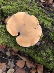 Cerioporus leptocephalus