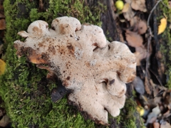 Cerioporus leptocephalus