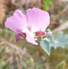 Podalyria calyptrata