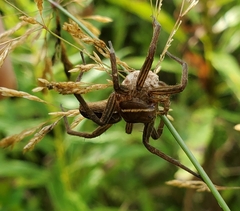 Dolomedes striatus
