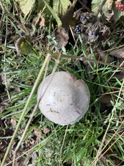 Agaricus sylvicola