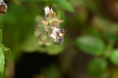 Apis florea