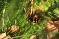 Nicrophorus vespillo