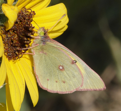 Colias philodice eriphyle