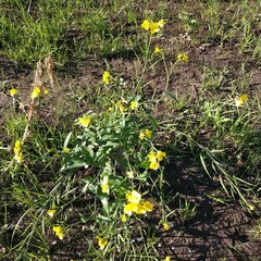 Brassiceae