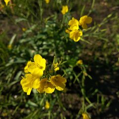 Brassiceae