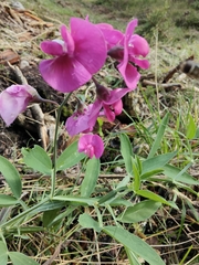 Lathyrus