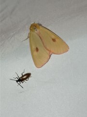 Diacrisia sannio
