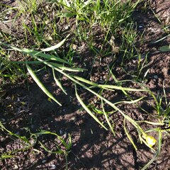 Brassiceae