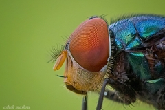 Chrysomya megacephala