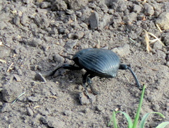 Gonopus