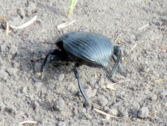 Gonopus
