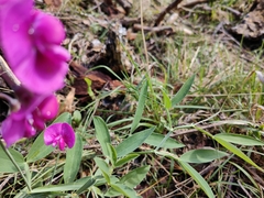 Lathyrus