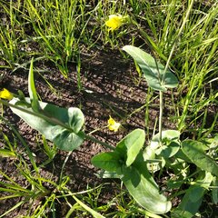 Brassiceae