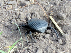 Gonopus