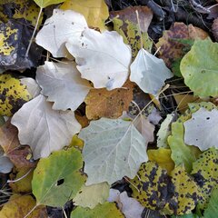 Populus × canescens